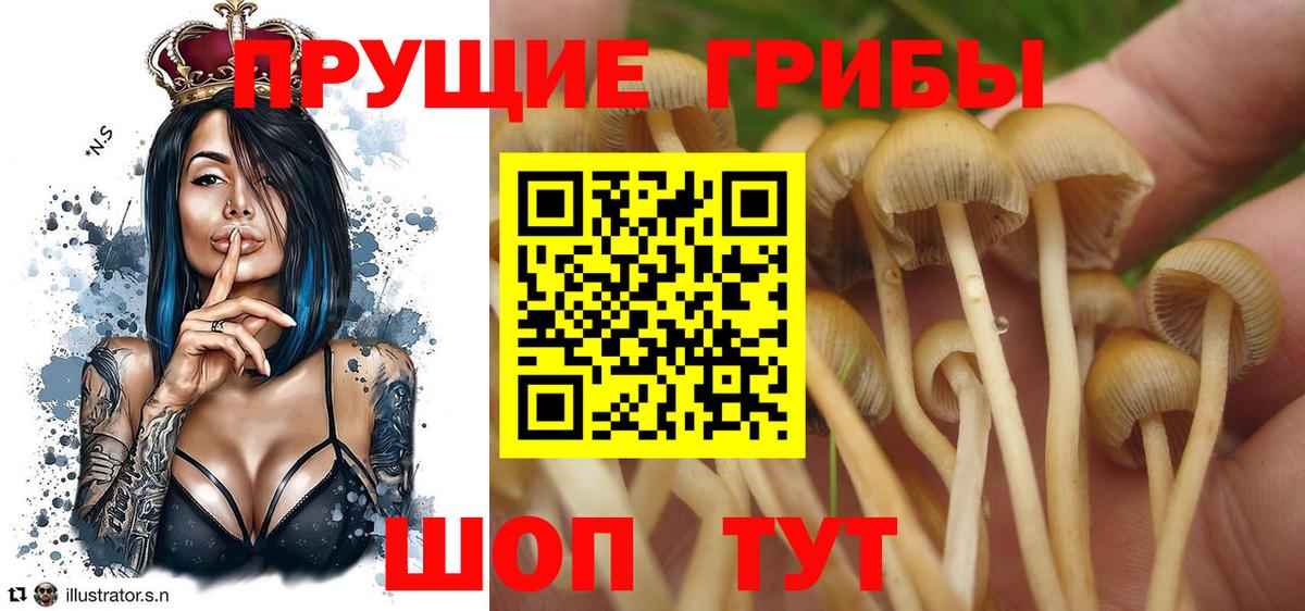 Псилоцибиновые грибы прущие грибы Октябрьский